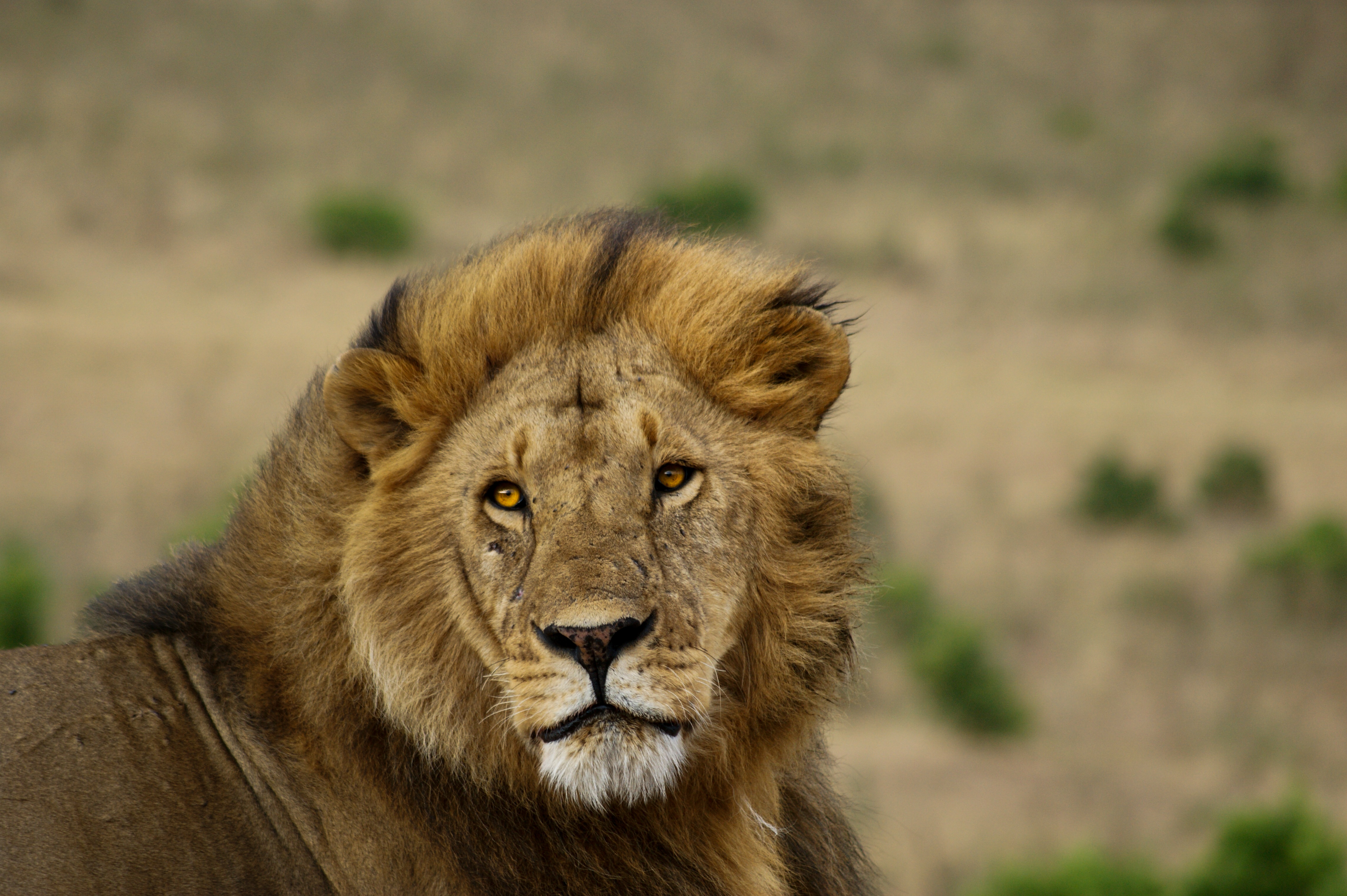 Zambezi to Falls Luxury safari itinerary