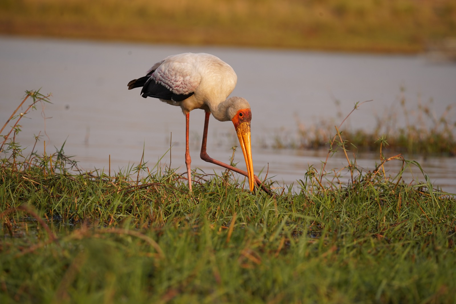 DAYS 2–4 – CHOBE NATIONAL PARK – RIVER AND FLOODPLAINS