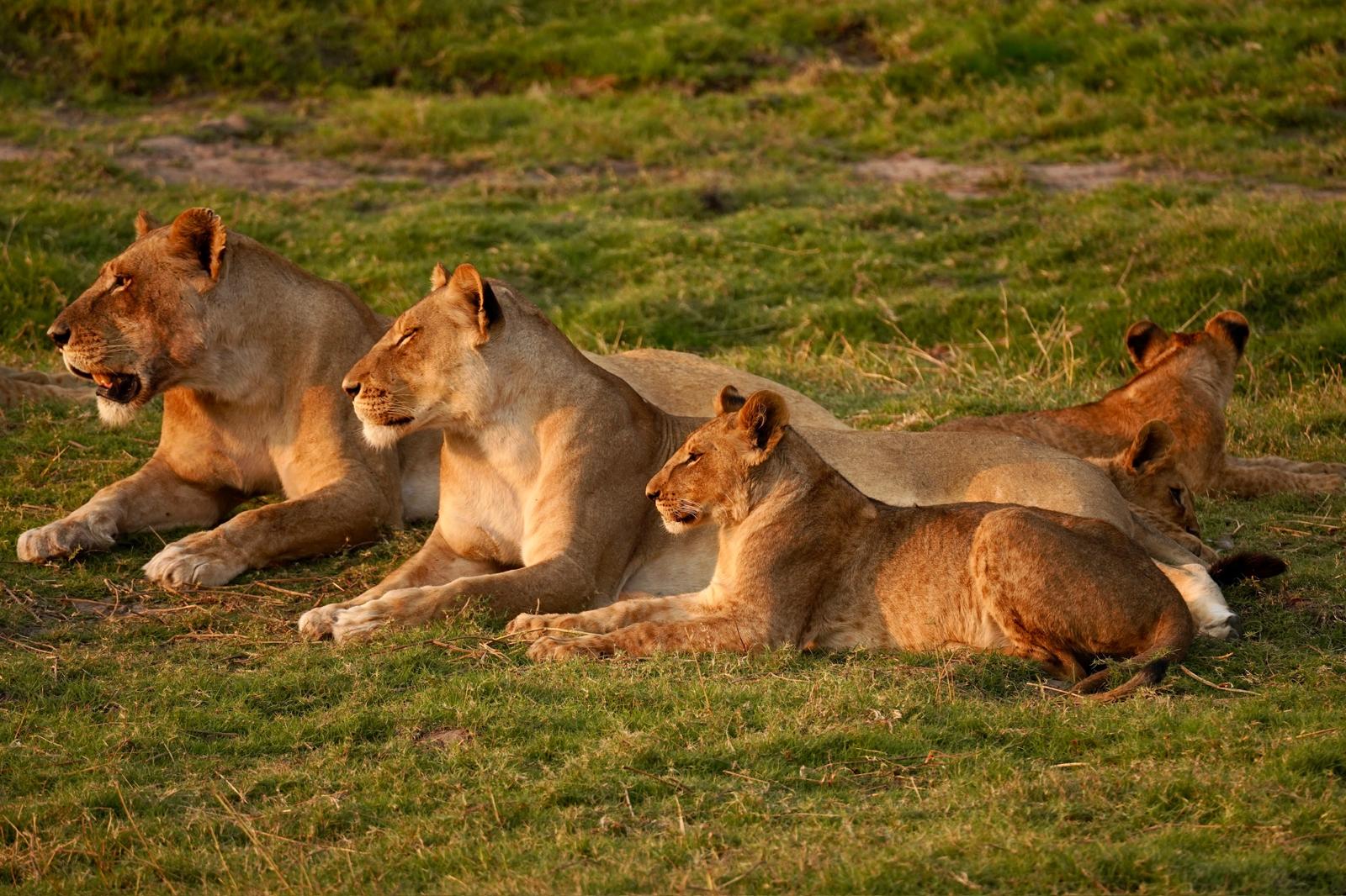 Botswana safari landscape