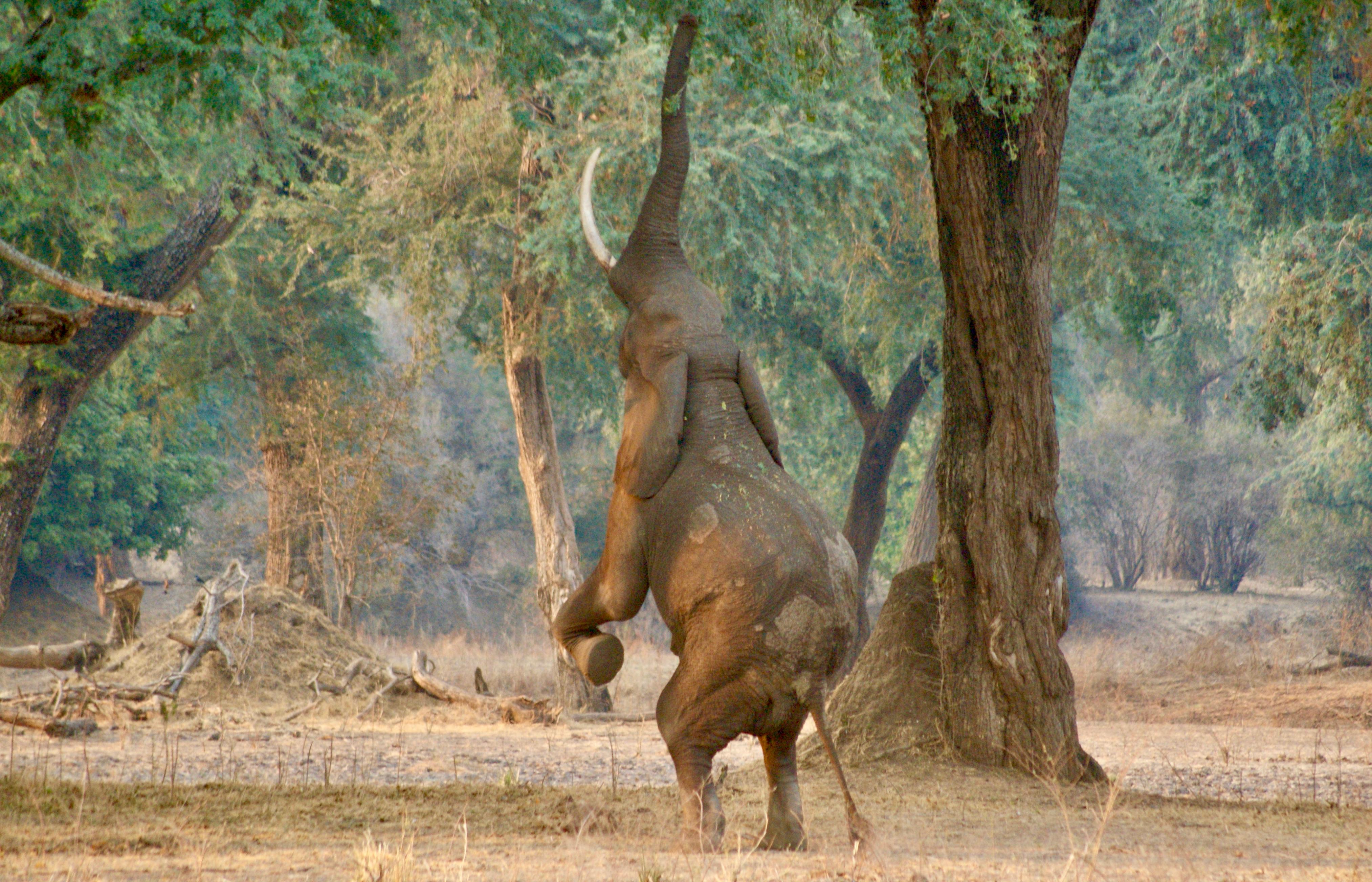 Zimbabwe safari landscape
